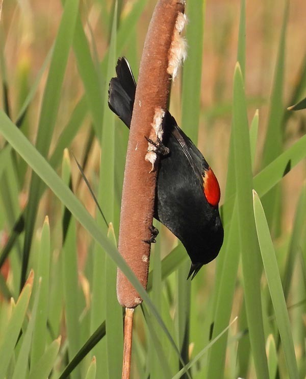 Red-winged Blackbird - ML445728811