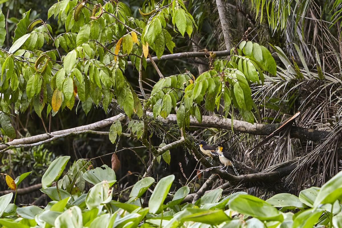 Black-capped Donacobius - ML445730311