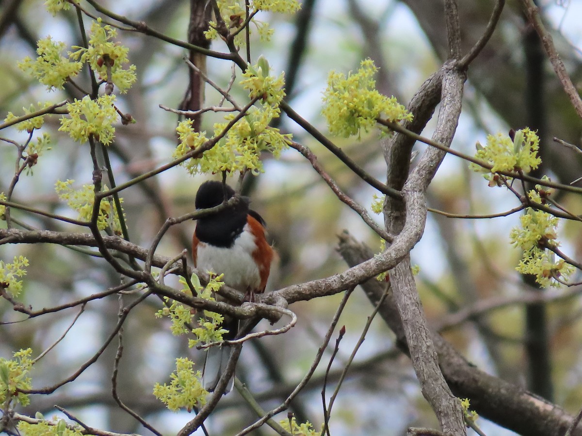 Eastern Towhee - ML445731551
