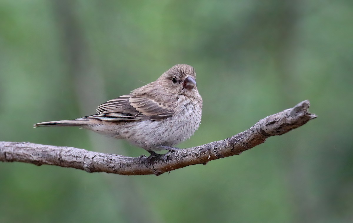 House Finch - Matthew Grube