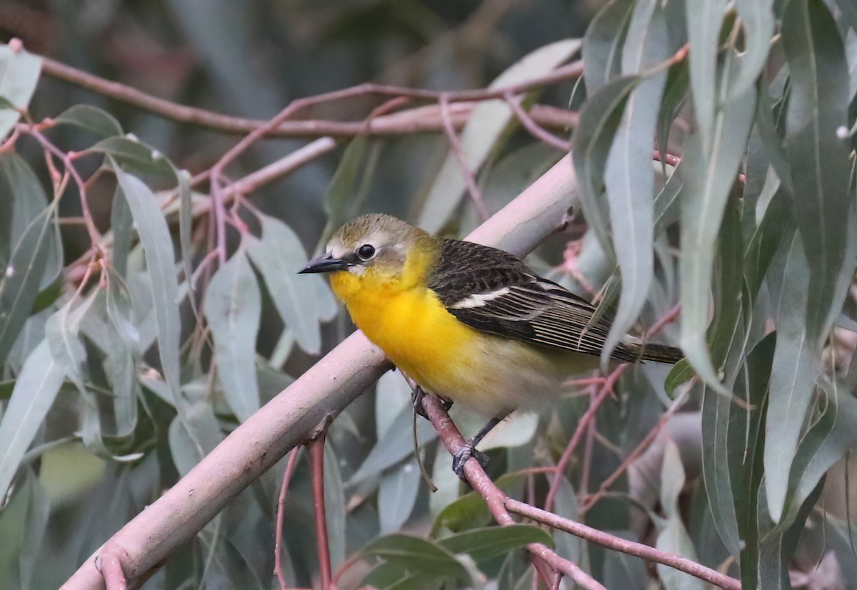 Yellow-breasted Chat x Hooded Oriole (hybrid) - ML445731901