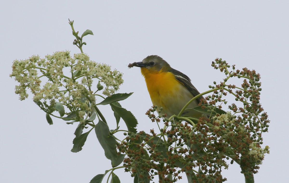 Yellow-breasted Chat x Hooded Oriole (hybrid) - ML445731911