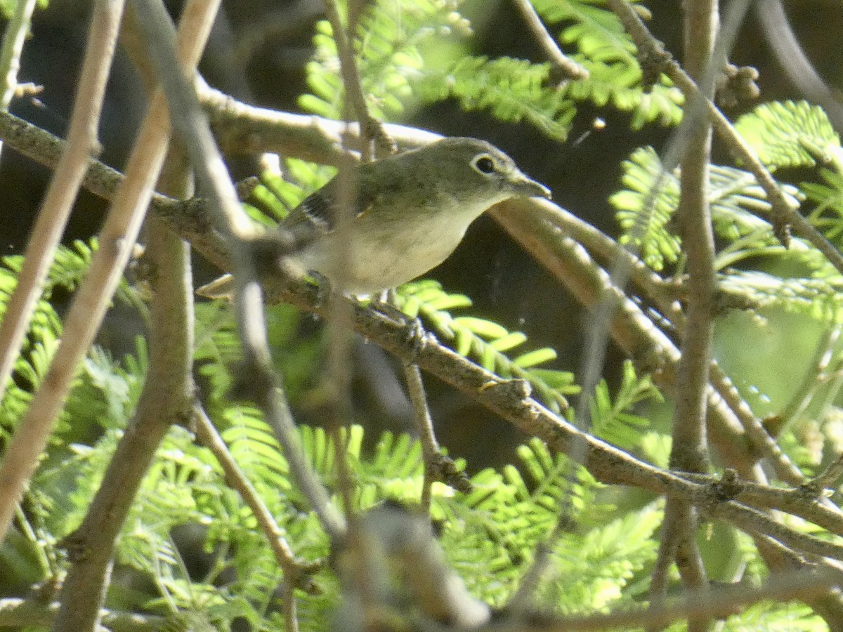 Plumbeous Vireo - Dennis Wolter