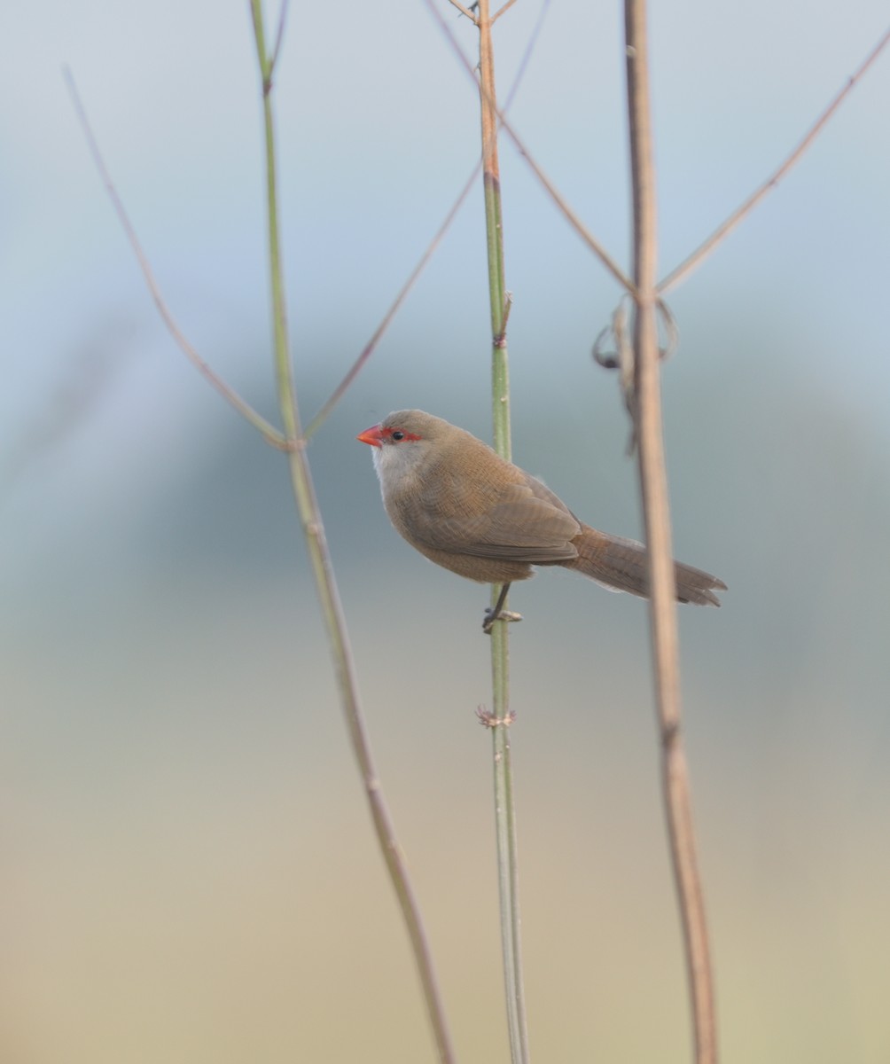 Common Waxbill - ML445732561