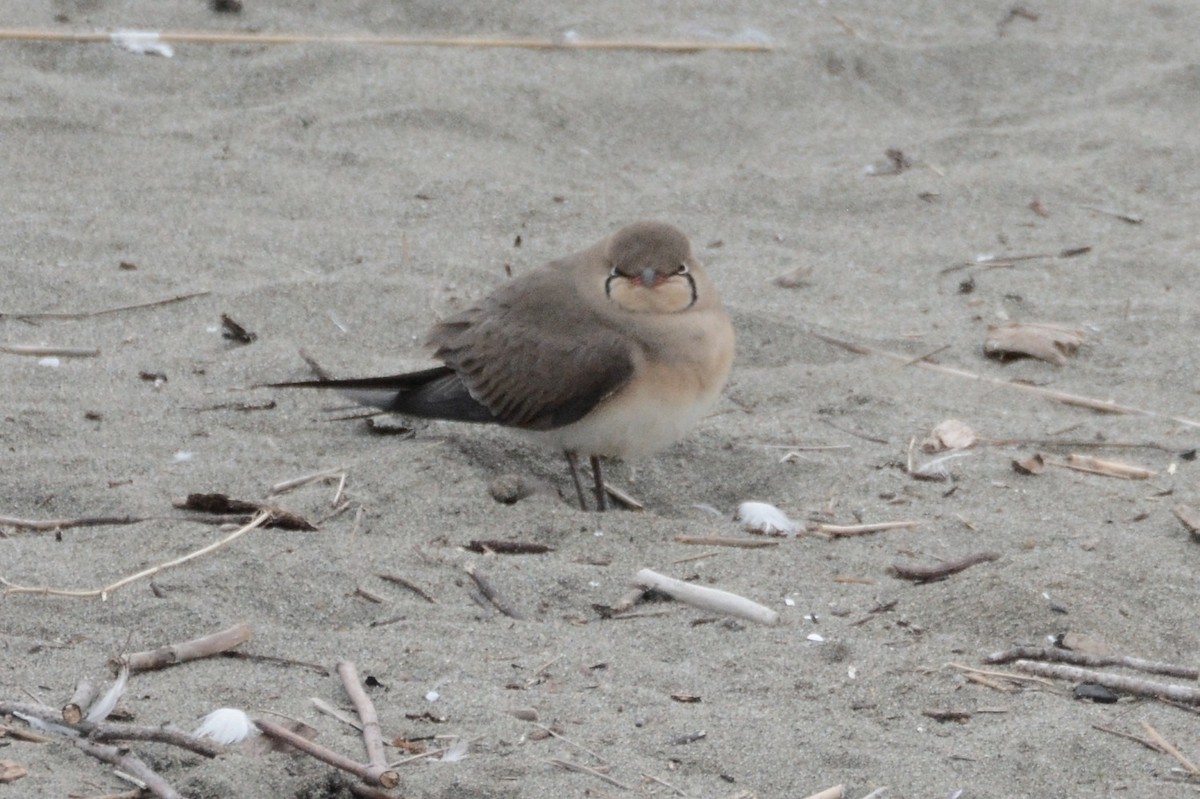 Black-winged Pratincole - ML445734181