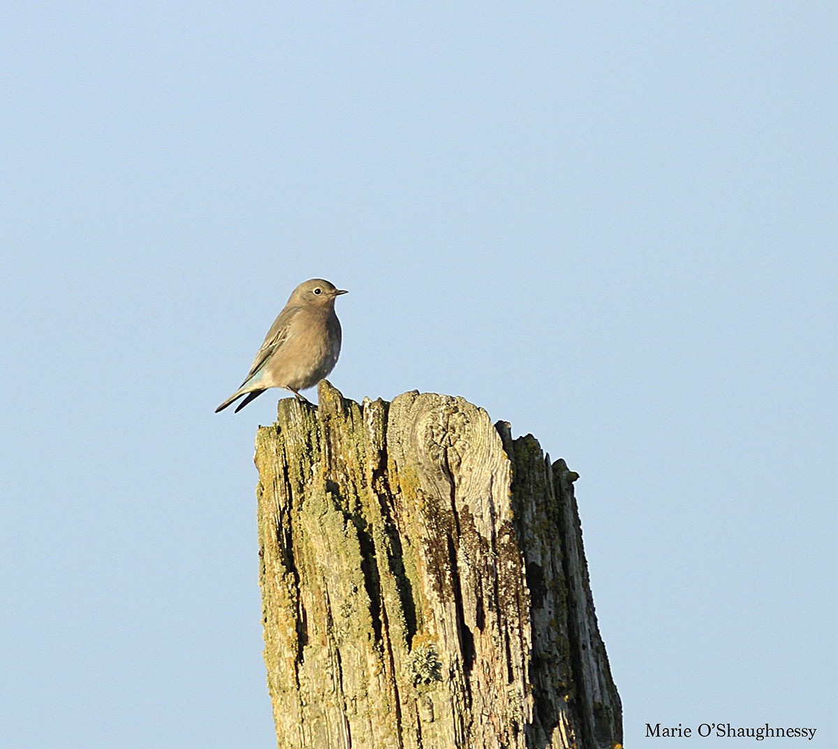 Mountain Bluebird - Marie O'Shaughnessy