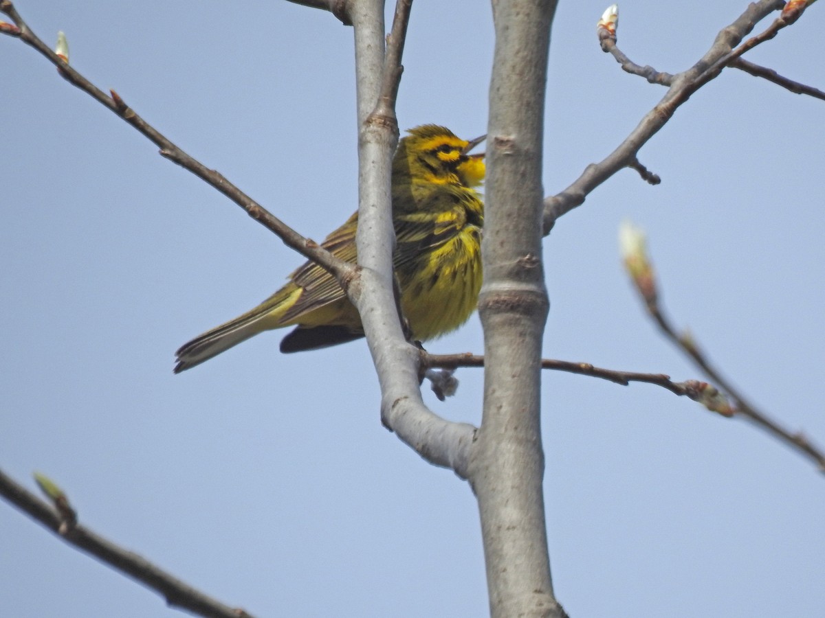 Rotmantel-Waldsänger - ML445734781