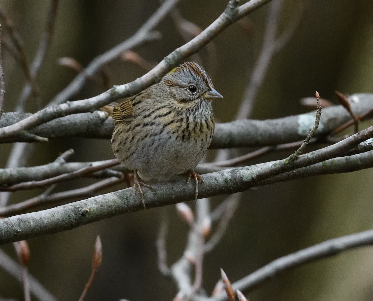 Lincoln's Sparrow - ML445735991