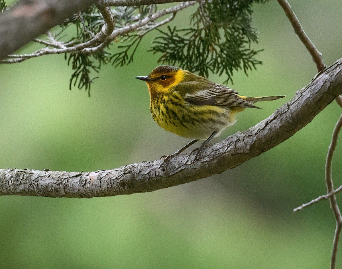 Cape May Warbler - ML445736141