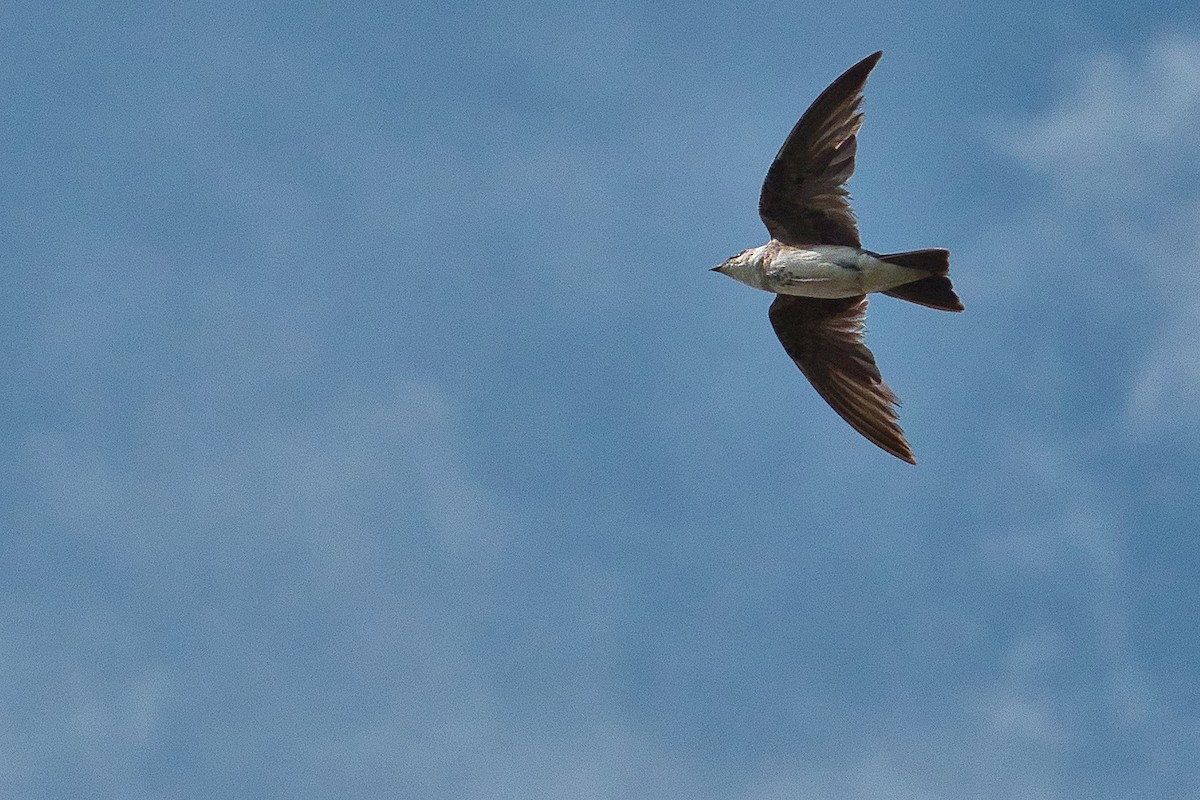 Bank Swallow - ML445738241