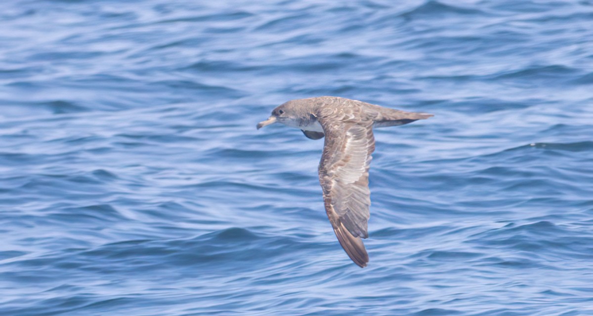 Pink-footed Shearwater - Steve Colwell