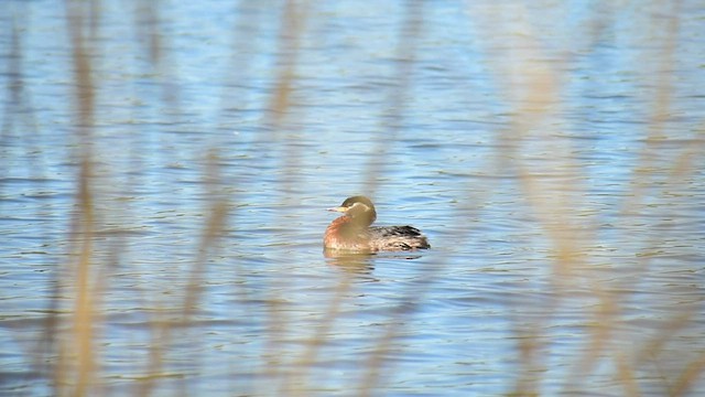 赤頸鸊鷉 - ML445745551