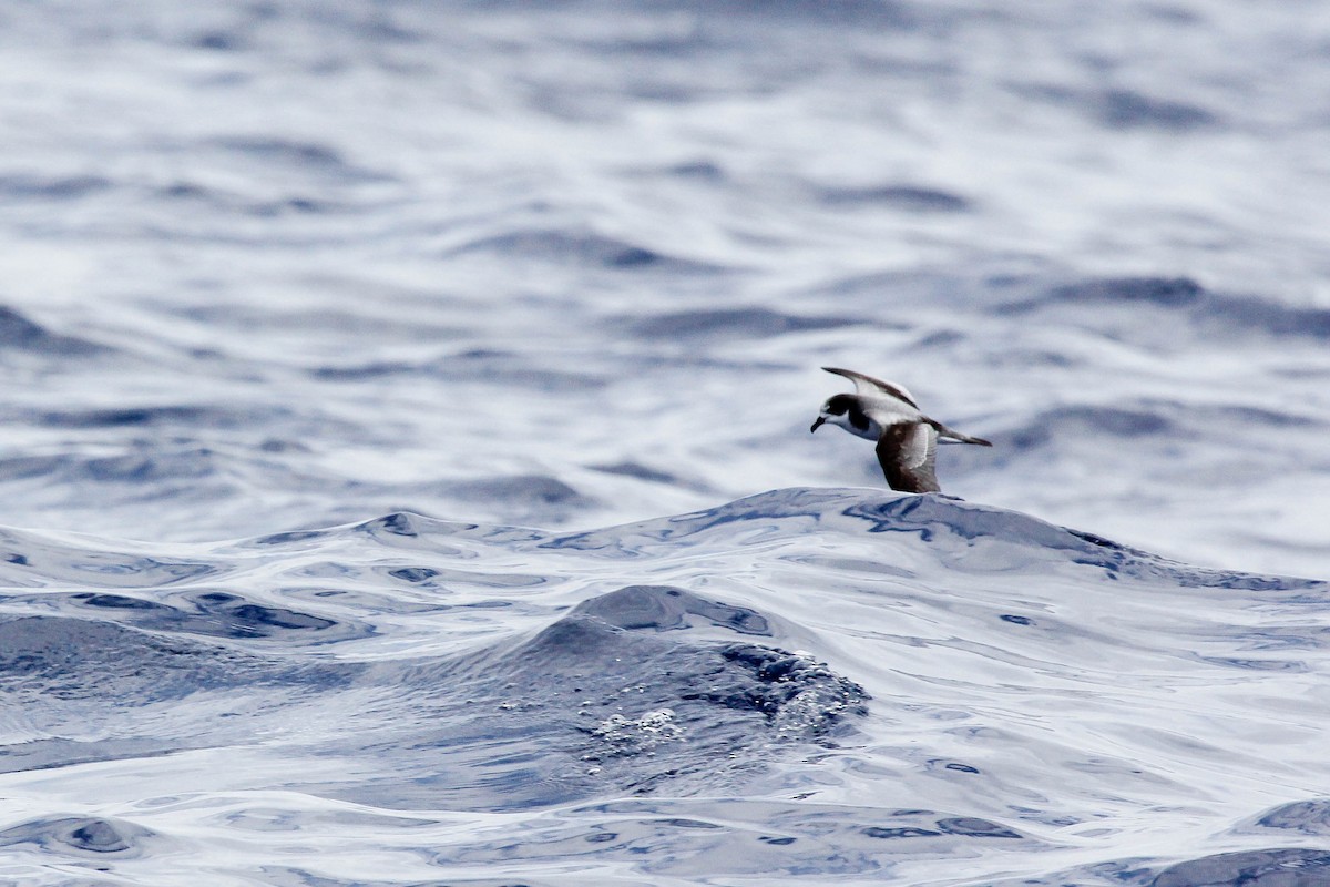 Stejneger's Petrel - ML44574631