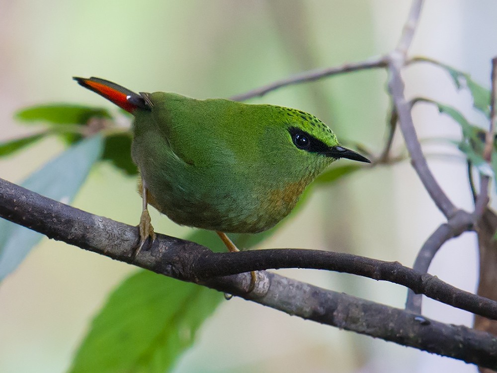 Fire-tailed Myzornis - ML44574651