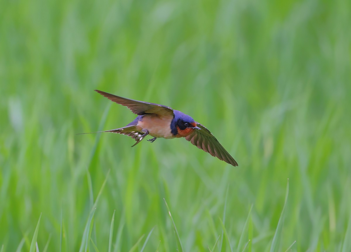 Barn Swallow - ML445746991