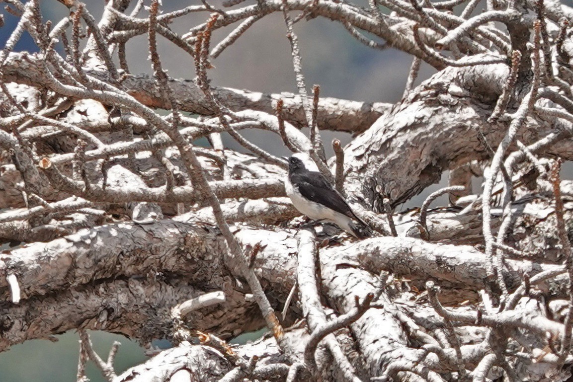 Cyprus Wheatear - ML445747061