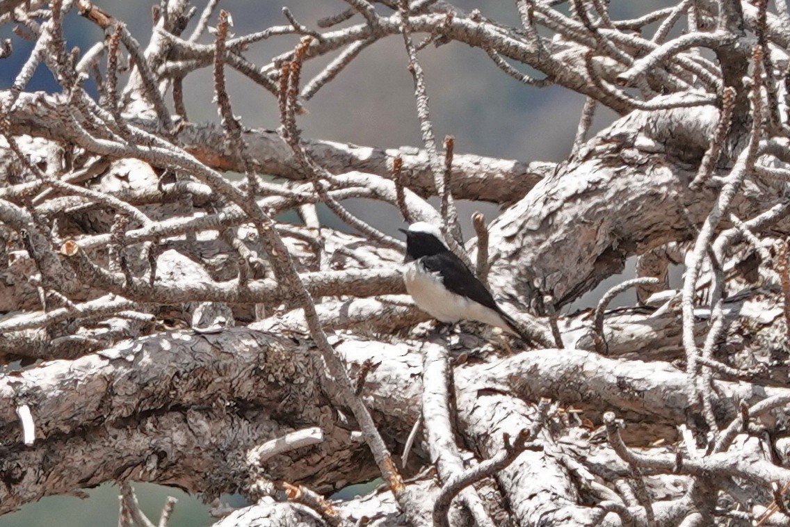 Cyprus Wheatear - ML445747151