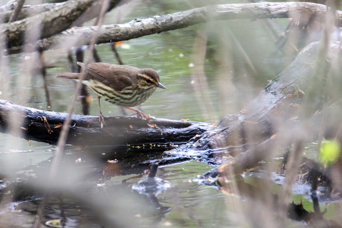 Northern Waterthrush - ML445747481