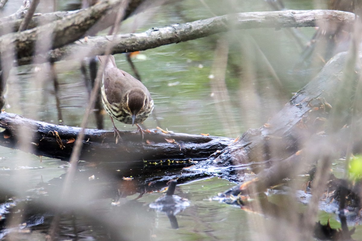 Northern Waterthrush - ML445747541