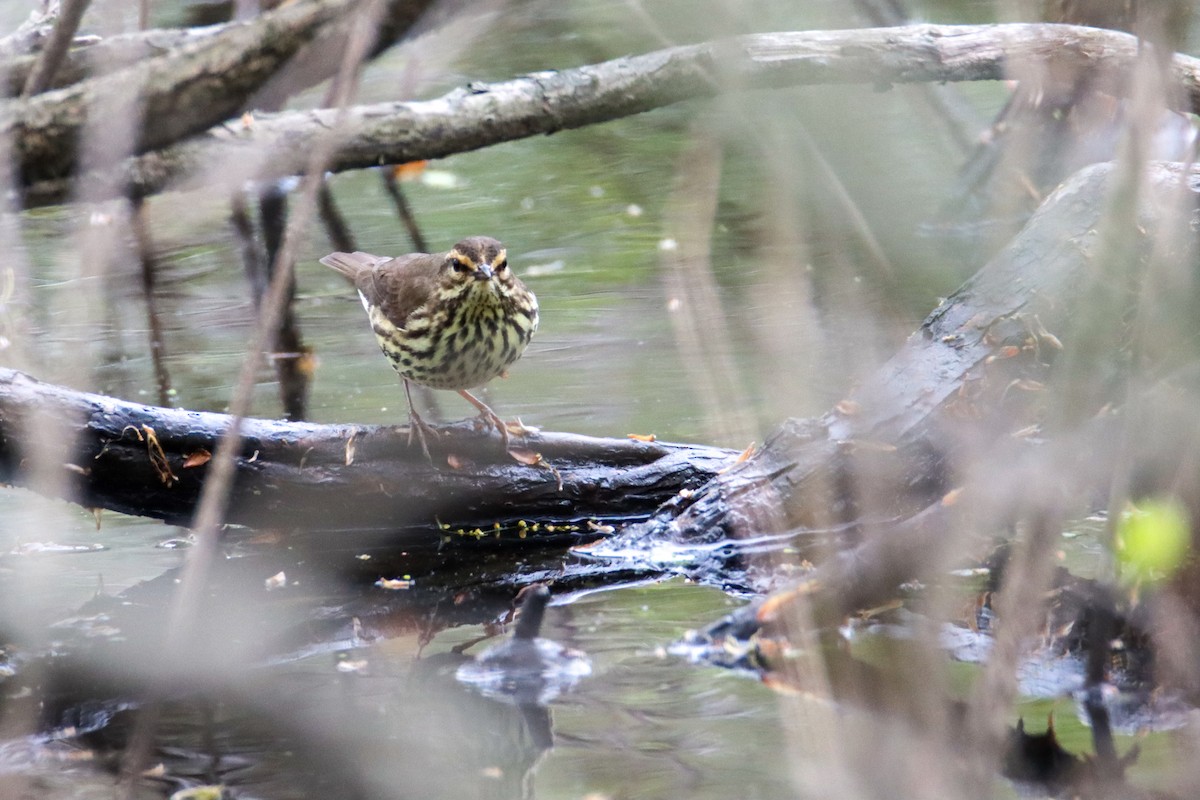 Northern Waterthrush - ML445747561