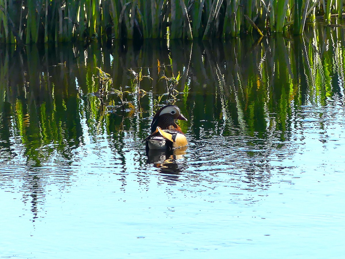 Mandarin Duck - ML445747761