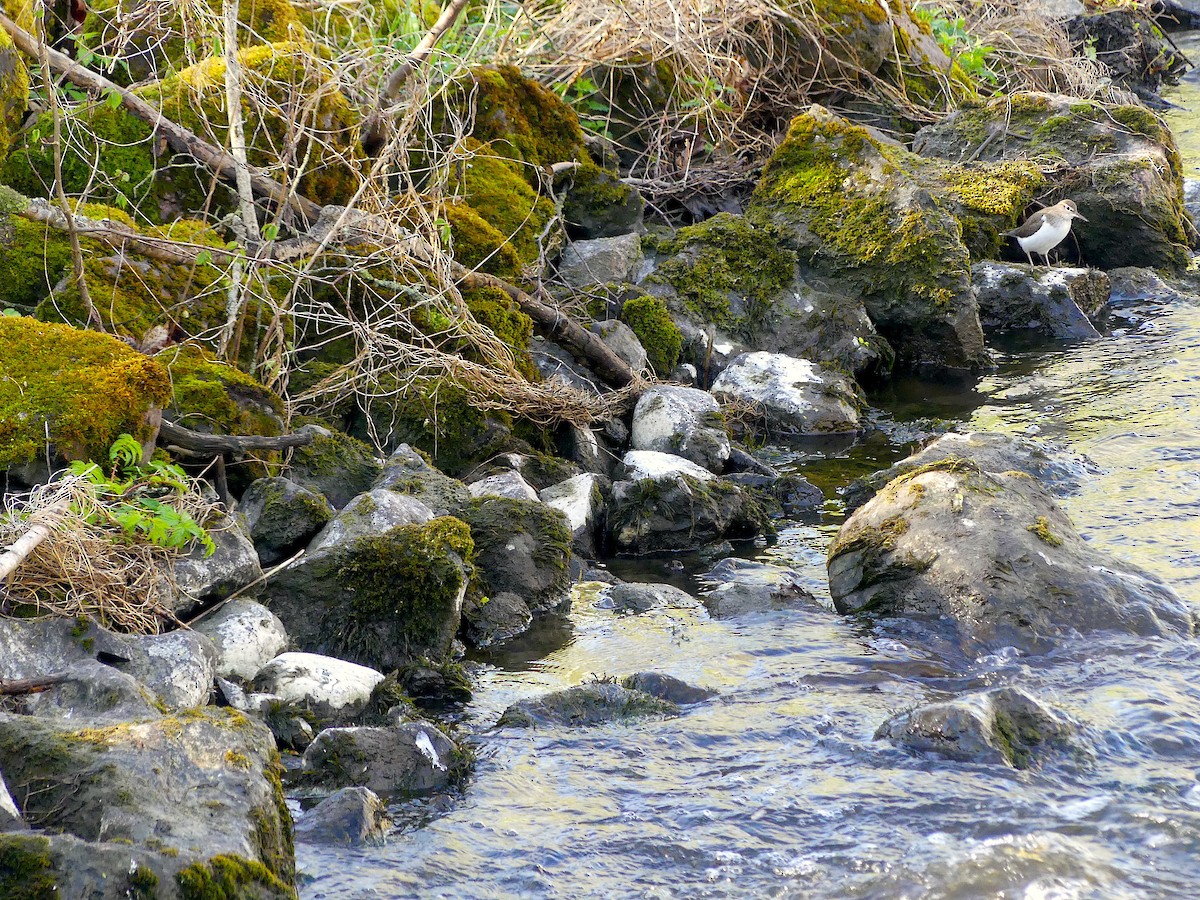 Common Sandpiper - ML445748071