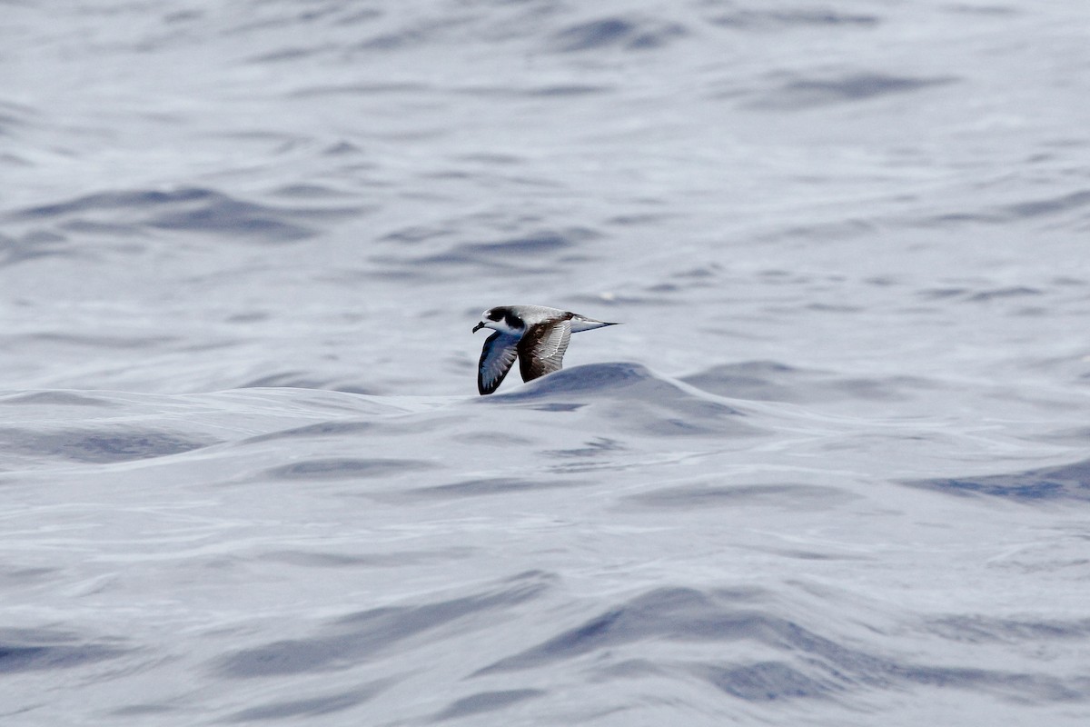 Stejneger's Petrel - ML44574821