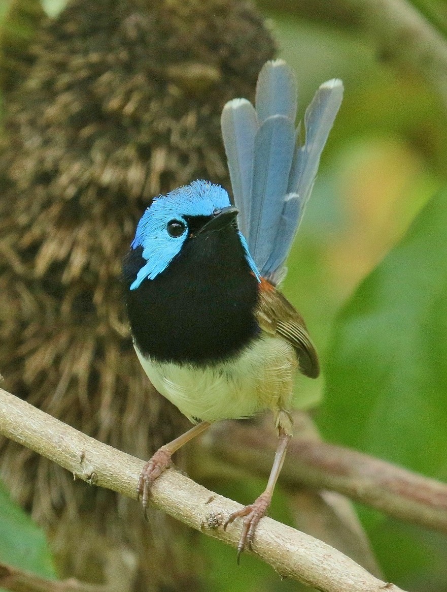 Variegated Fairywren - ML44575141