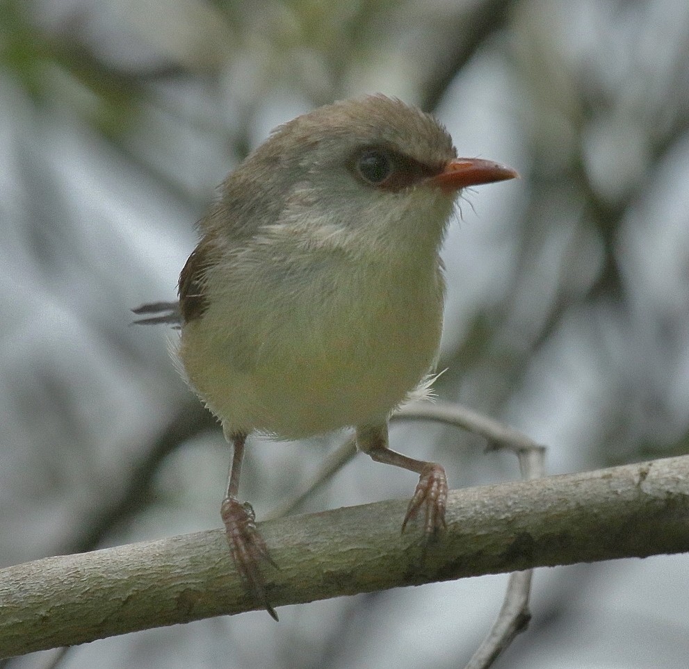 Variegated Fairywren - Katherine Clark