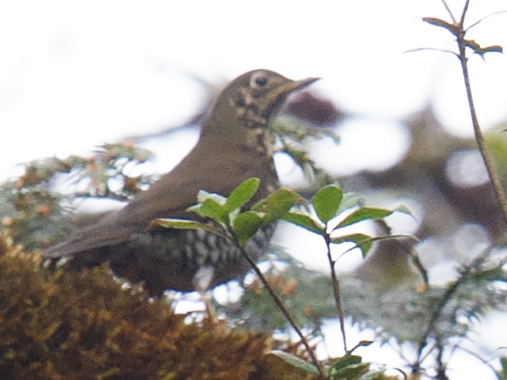 Alpine Thrush - ML44575231