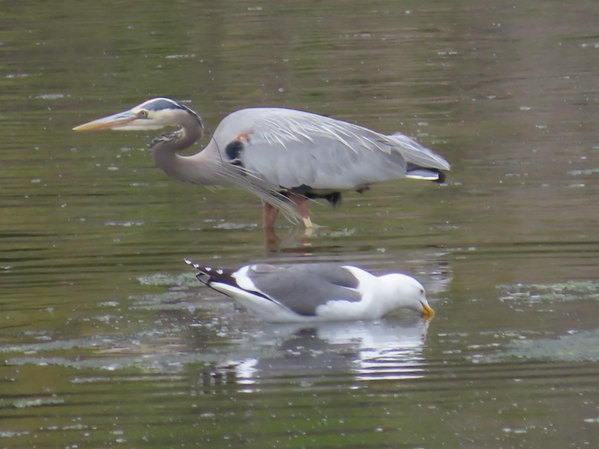 Great Blue Heron - Barry Langdon-Lassagne