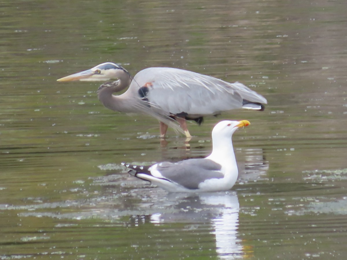 Great Blue Heron - Barry Langdon-Lassagne