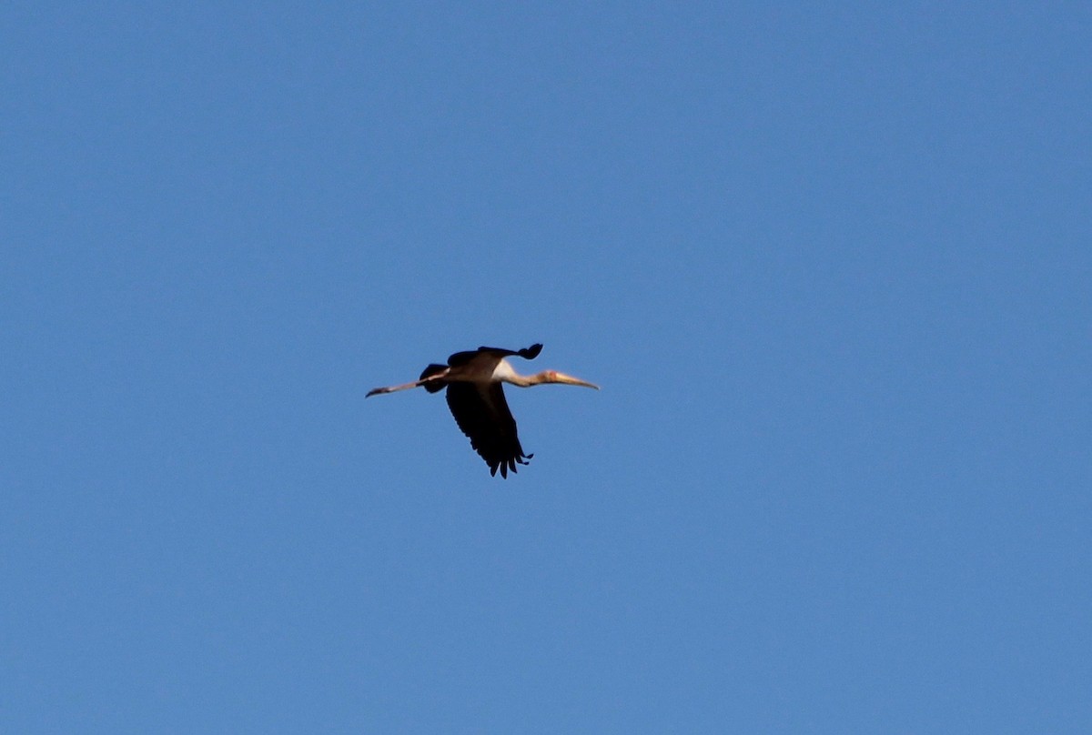 Yellow-billed Stork - ML44575351