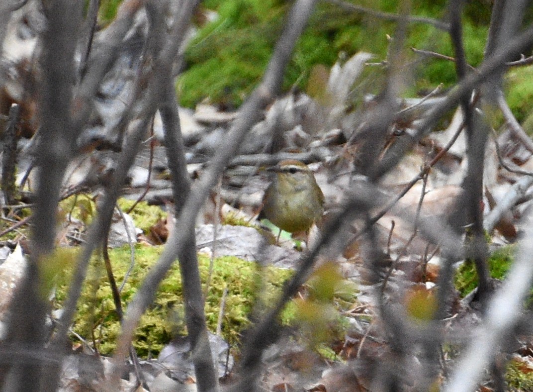 Swainson's Warbler - ML445755561
