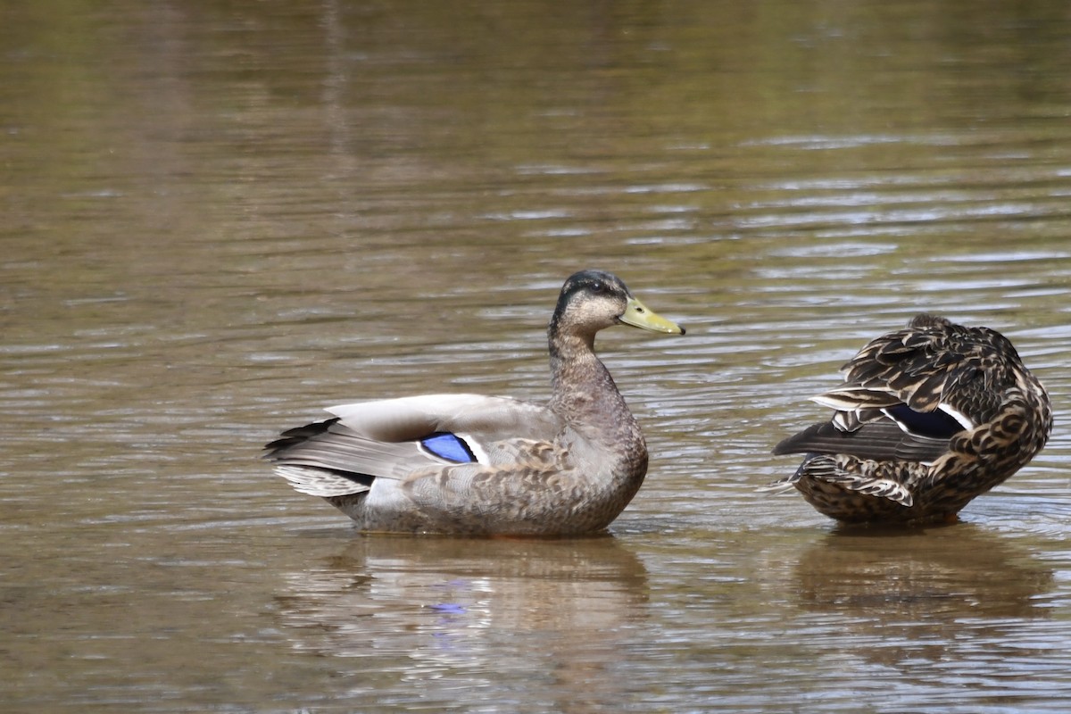 Mallard x American Black Duck (hybrid) - ML445756311