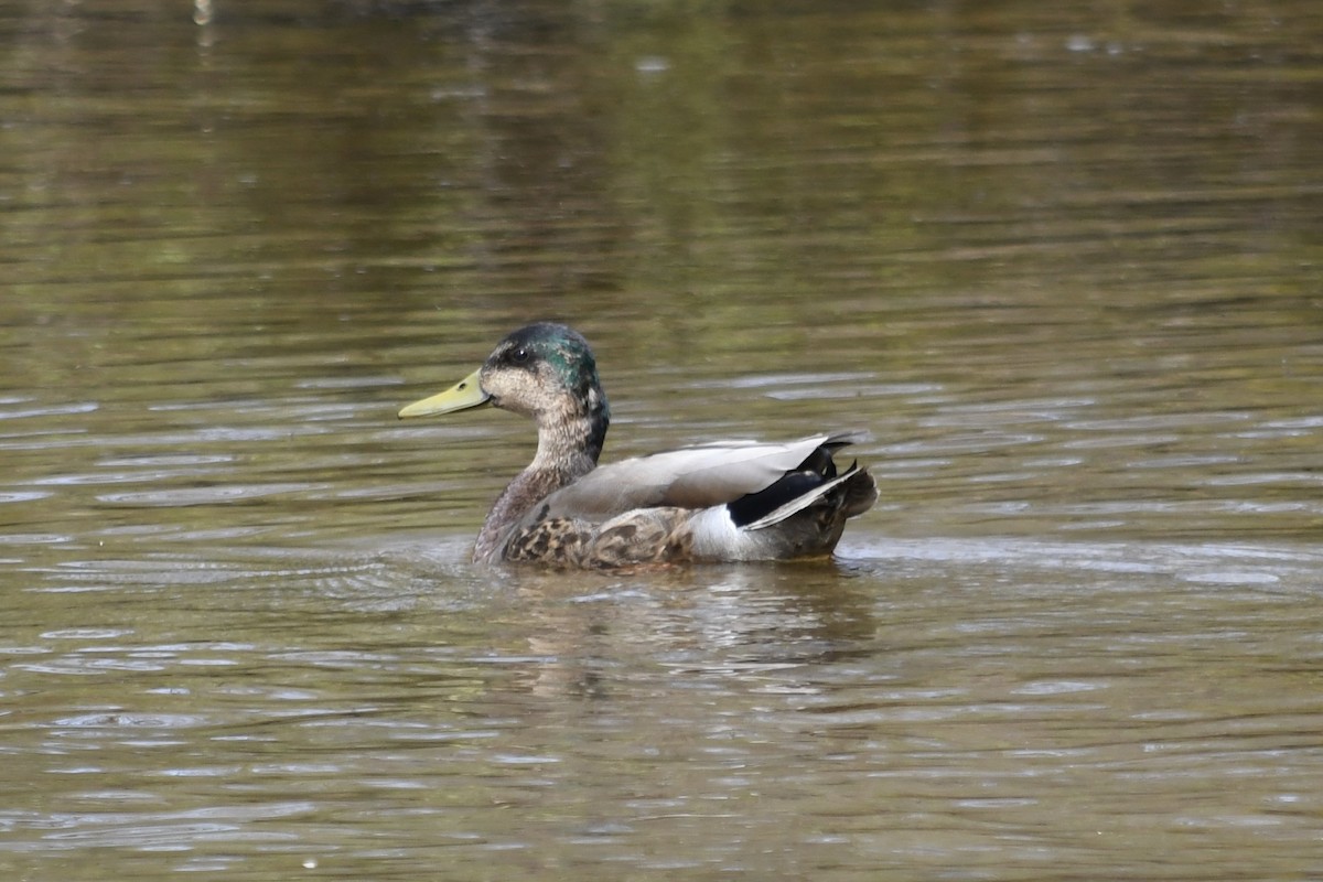 Mallard x American Black Duck (hybrid) - Brett Hillman