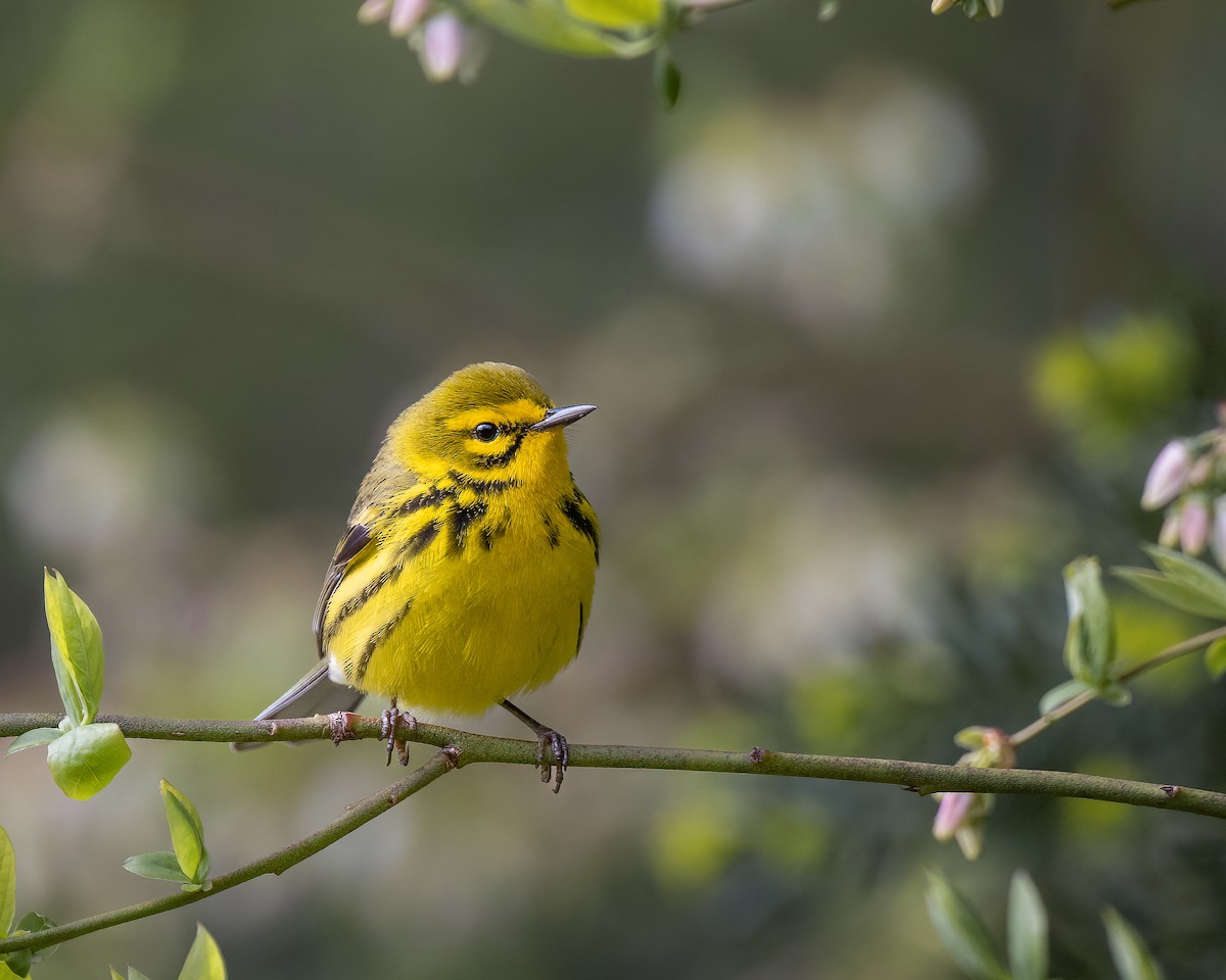 Prairie Warbler - ML445759621