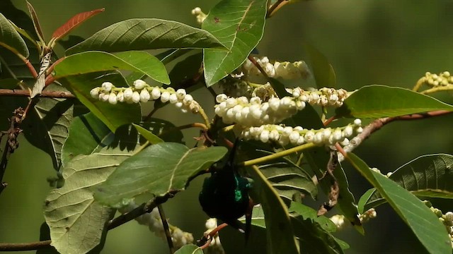 Weißschwanzkolibri - ML445762661