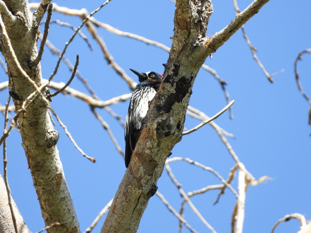 Acorn Woodpecker - ML445763151