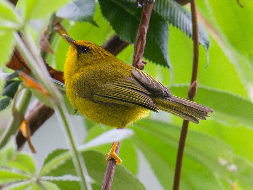 Golden Babbler - ML44576471