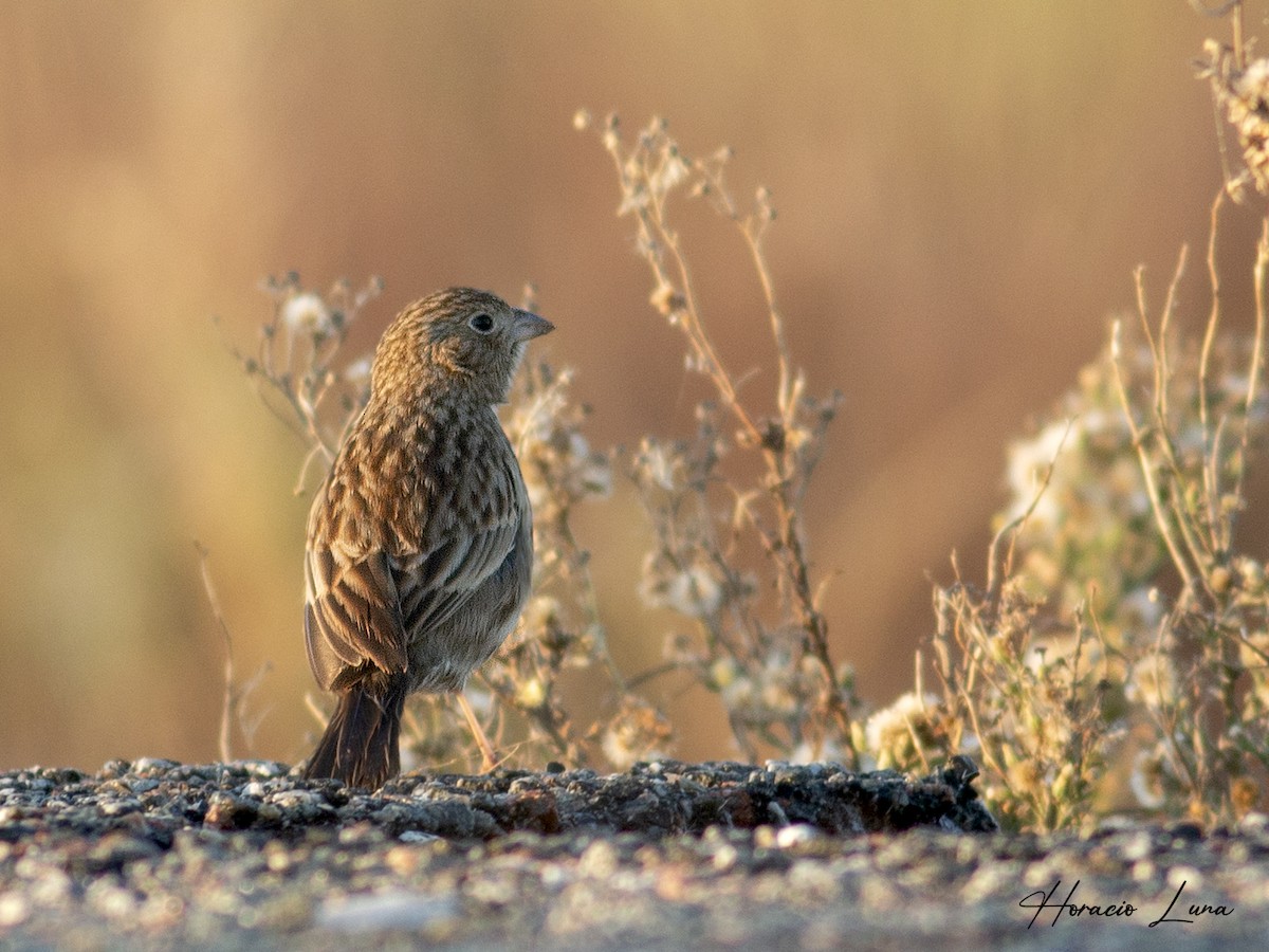 Carbonated Sierra Finch - ML445766221