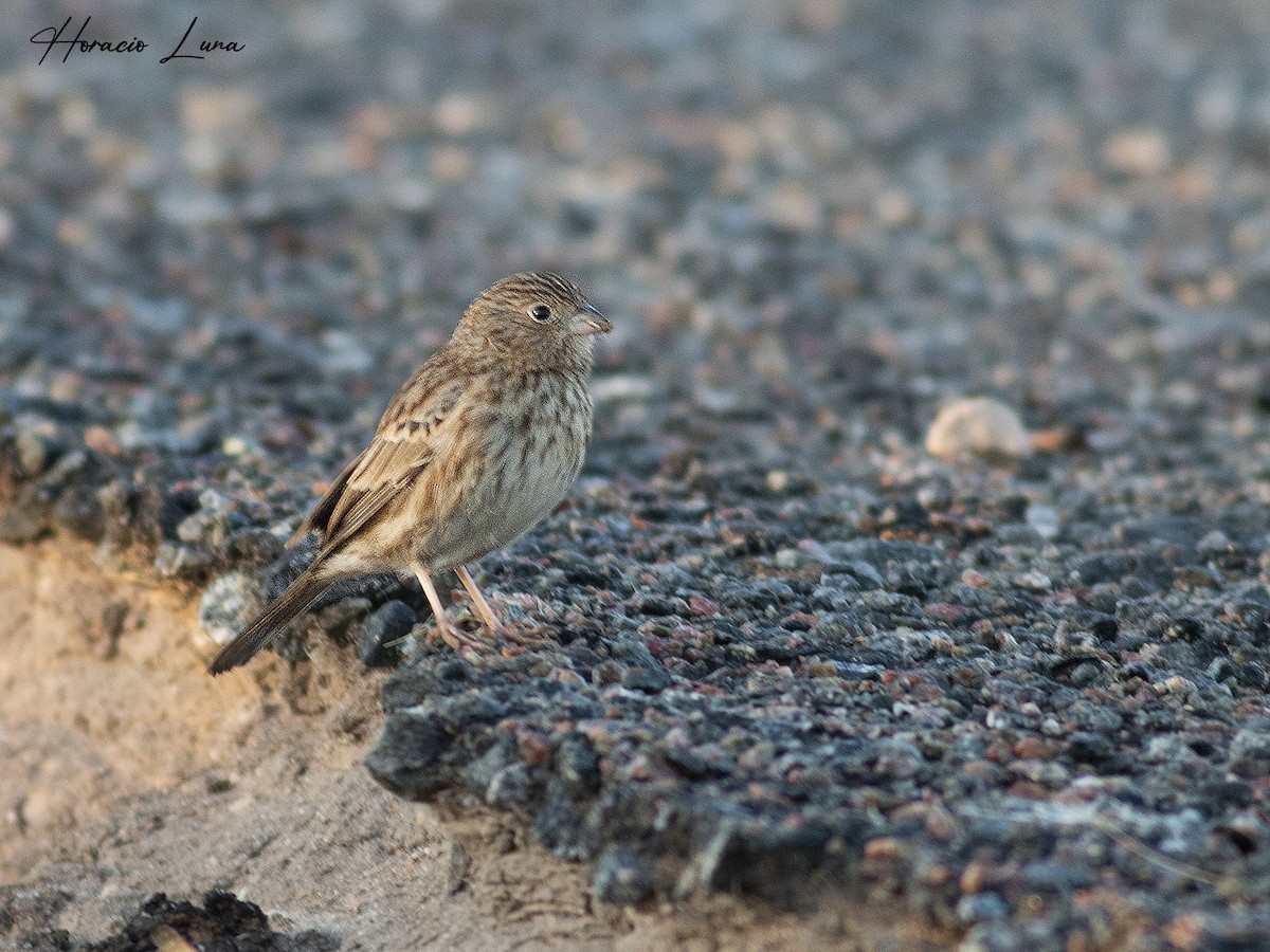 Carbonated Sierra Finch - ML445766541