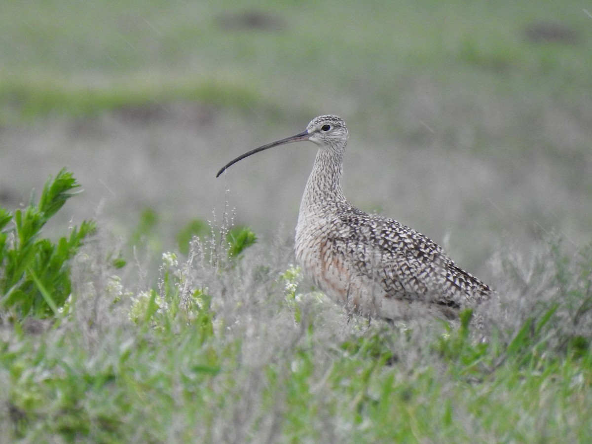 Long-billed Curlew - ML445767201