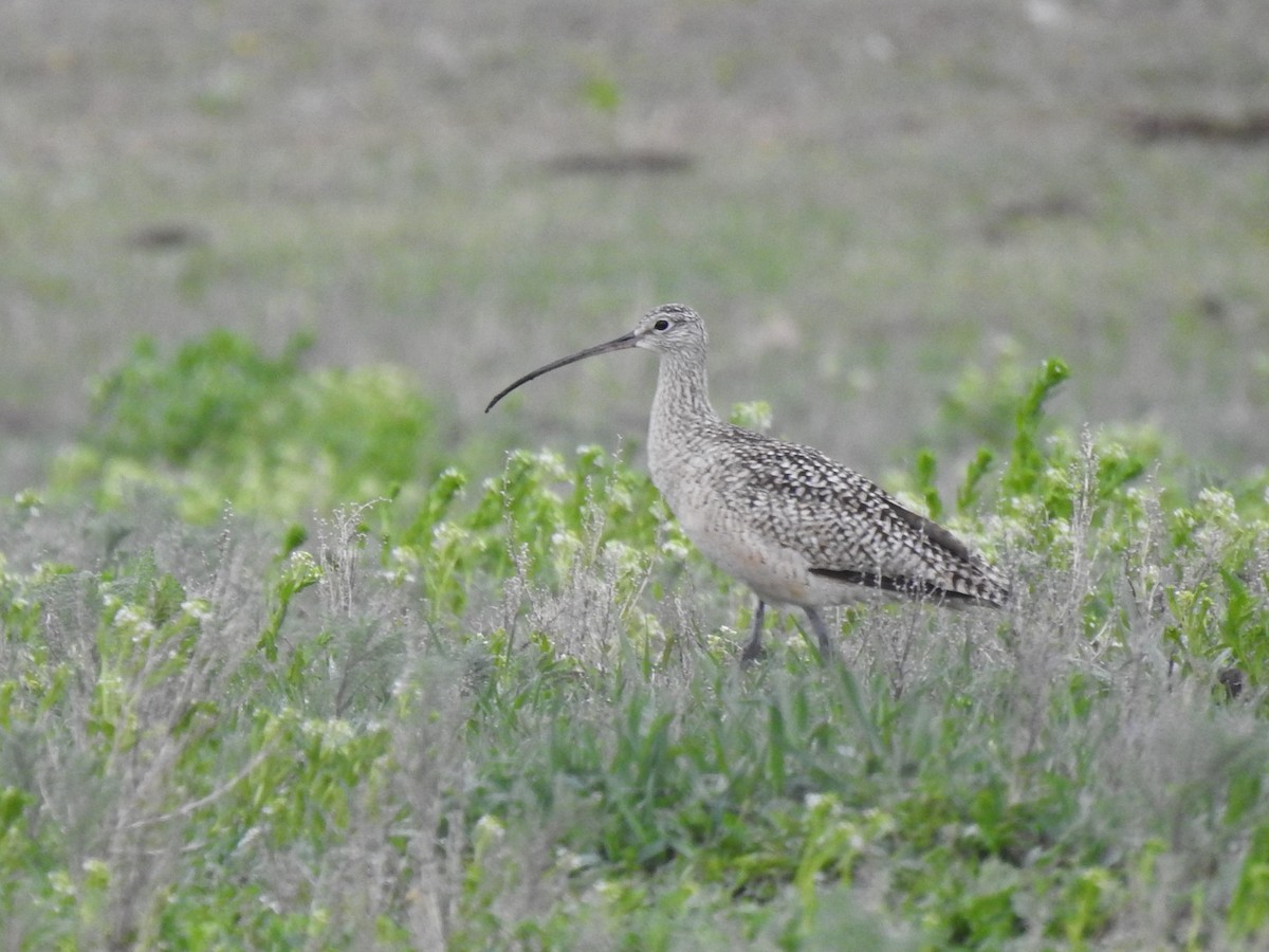 Long-billed Curlew - ML445767291