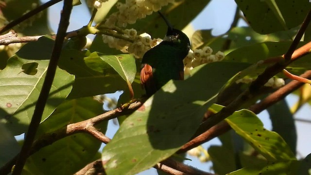 White-tailed Hummingbird - ML445768131
