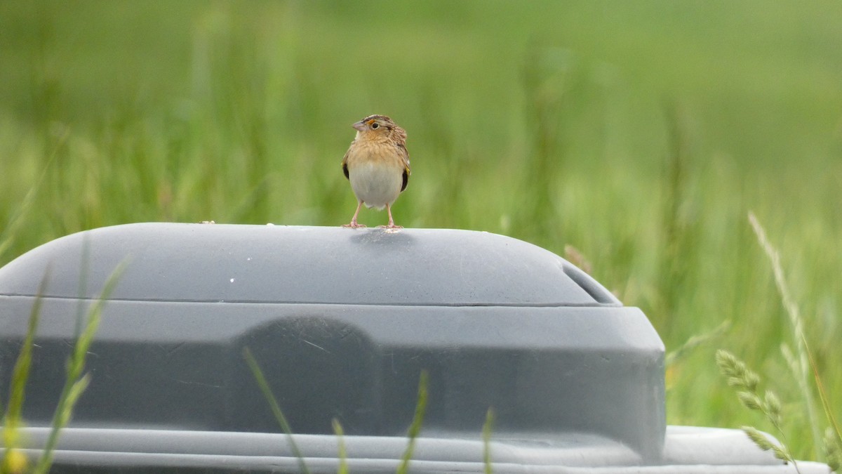 Grasshopper Sparrow - ML445768441