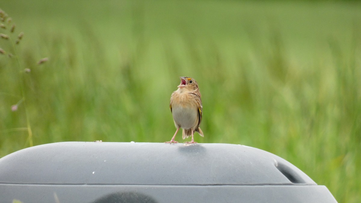 Grasshopper Sparrow - ML445768451