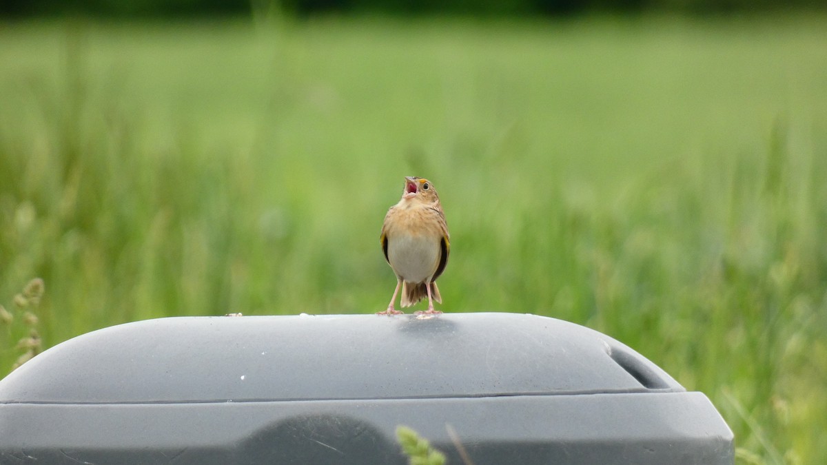 Grasshopper Sparrow - ML445768461