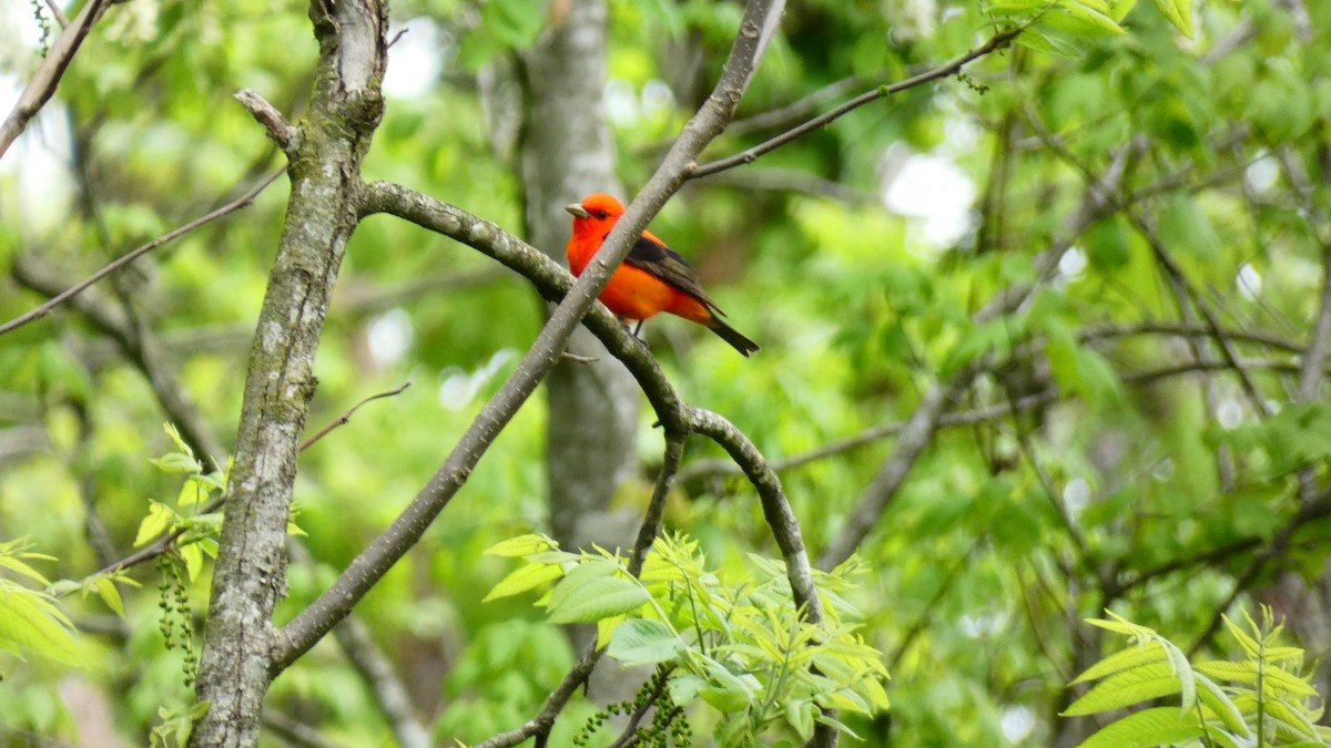 Scarlet Tanager - ML445769411
