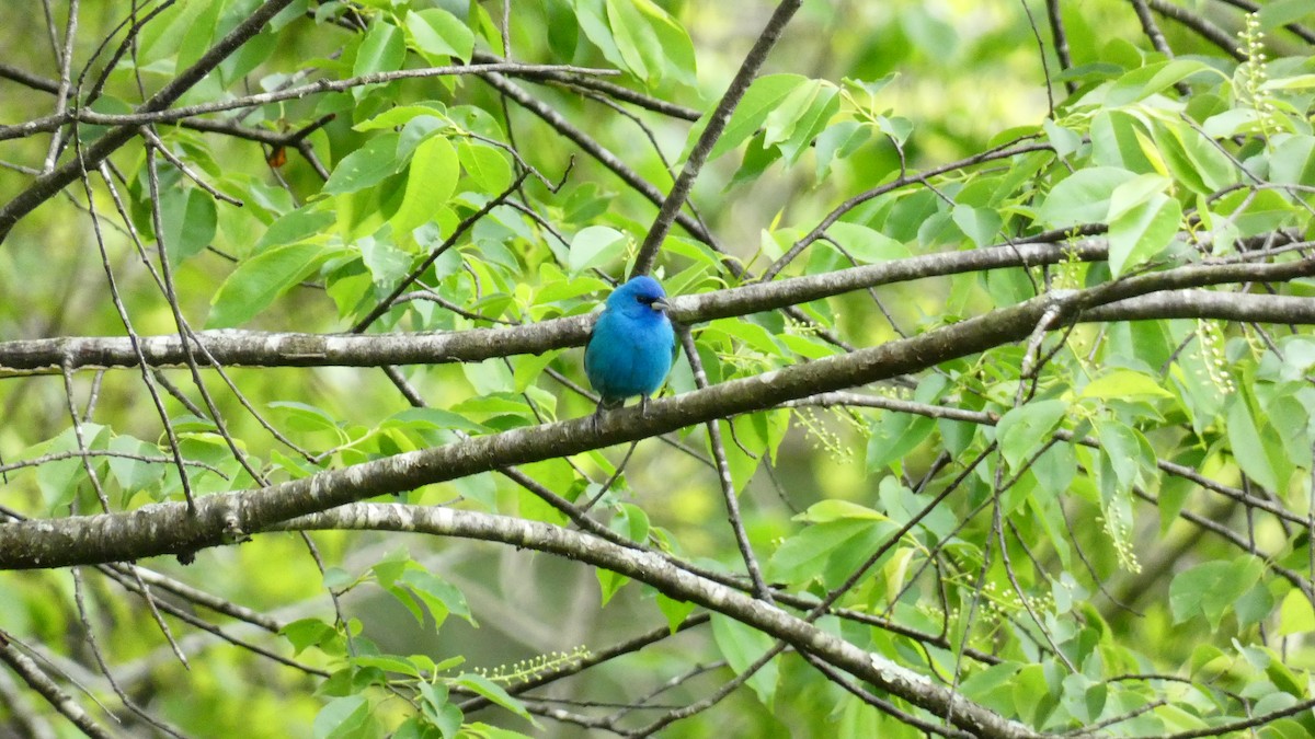 Indigo Bunting - ML445769981